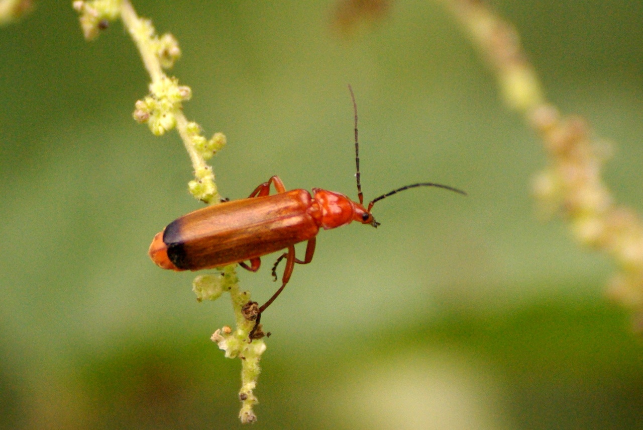 Rhagonycha fulva (Scopoli, 1763) - Téléphore fauve