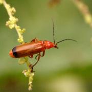 Rhagonycha fulva (Scopoli, 1763) - Téléphore fauve