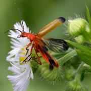 Rhagonycha fulva (Scopoli, 1763) - Téléphore fauve