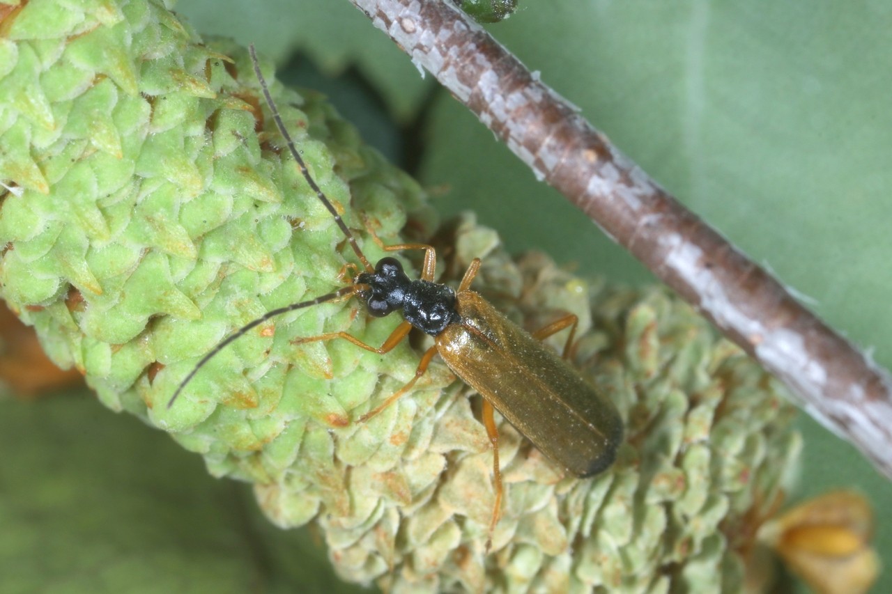 Rhagonycha lignosa (O.F. Müller, 1764)