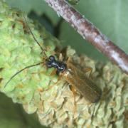 Rhagonycha lignosa (O.F. Müller, 1764)