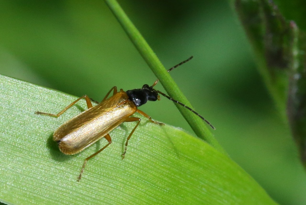 Rhagonycha lignosa (O.F. Müller, 1764)