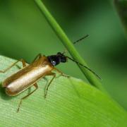 Rhagonycha lignosa (O.F. Müller, 1764)