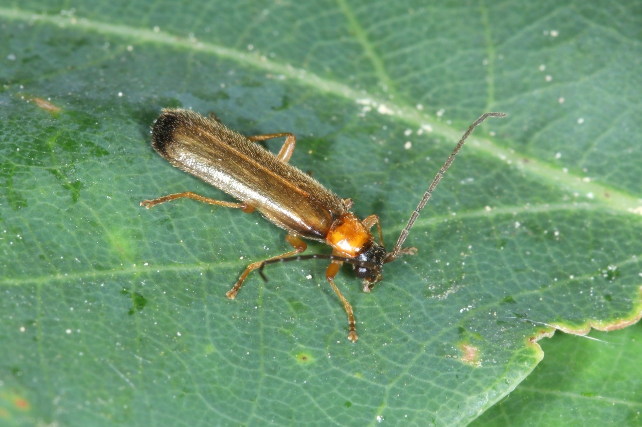 Rhagonycha lutea (O.F. Müller, 1764)