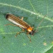 Rhagonycha lutea (O.F. Müller, 1764)