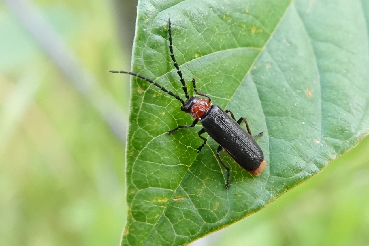 Silis ruficollis (Fabricius, 1775) (mâle)