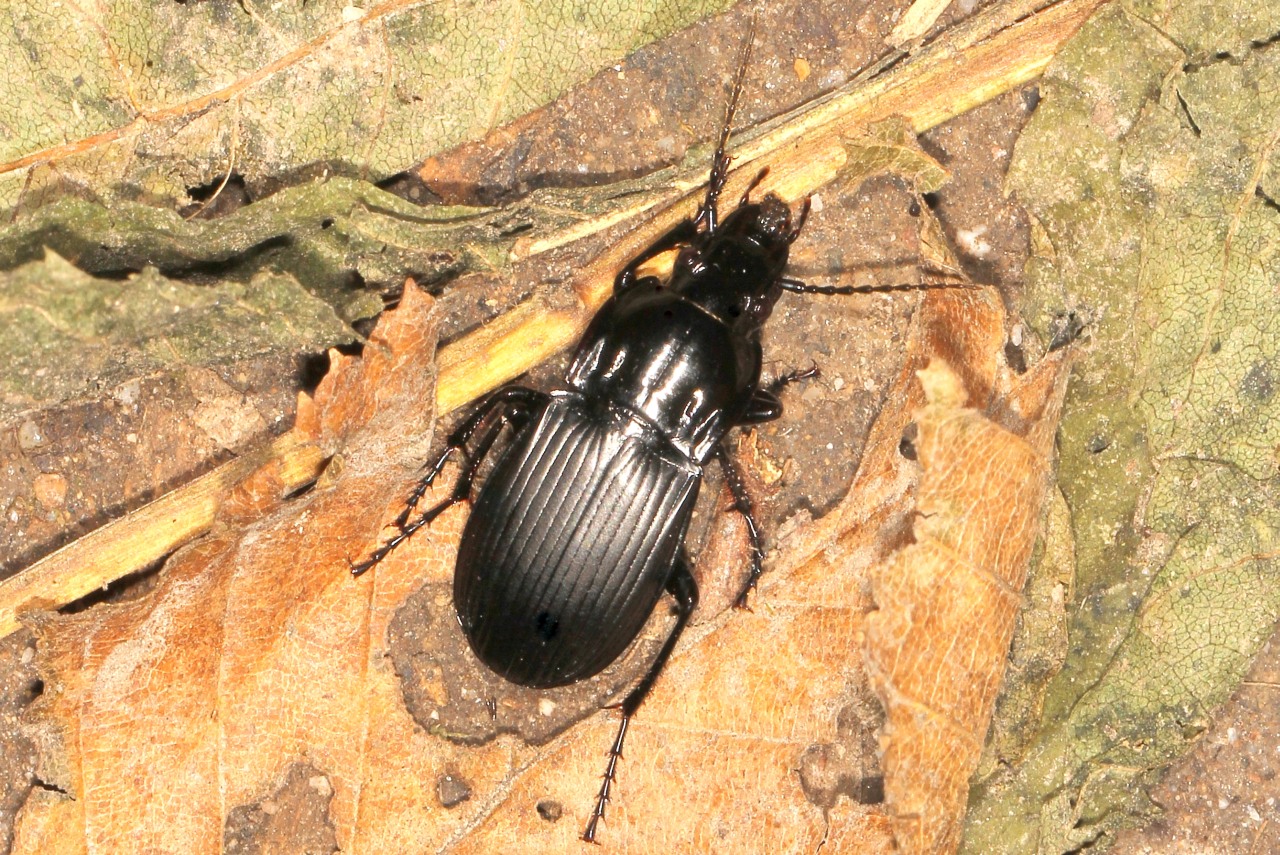 Abax parallelepipedus (Piller & Mitterpacher, 1783) - Féronie noire