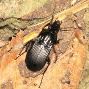 Abax parallelepipedus (Piller & Mitterpacher, 1783) - Féronie noire