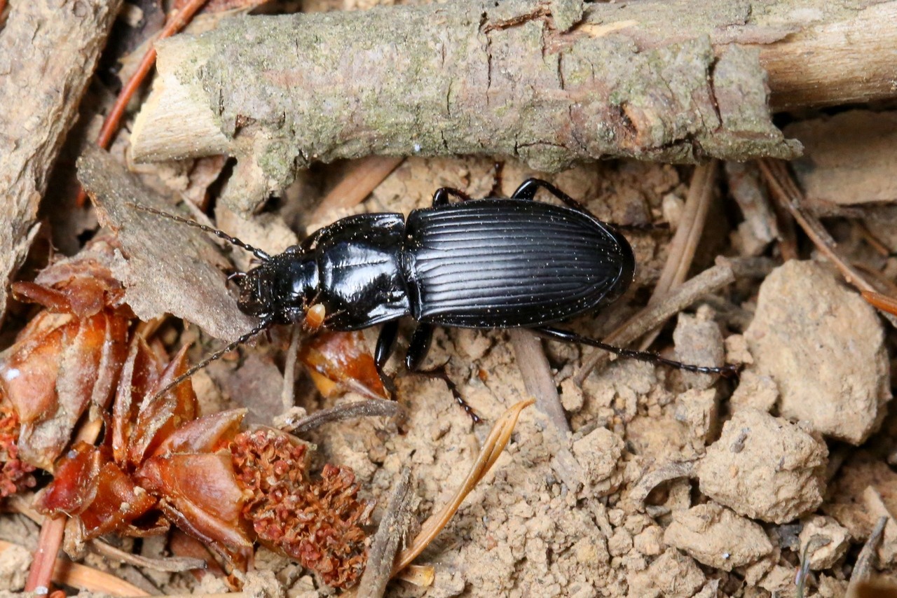 Abax parallelus (Duftschmid, 1812) - Abax parallèle