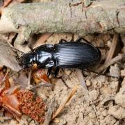 Abax parallelus (Duftschmid, 1812) - Abax parallèle