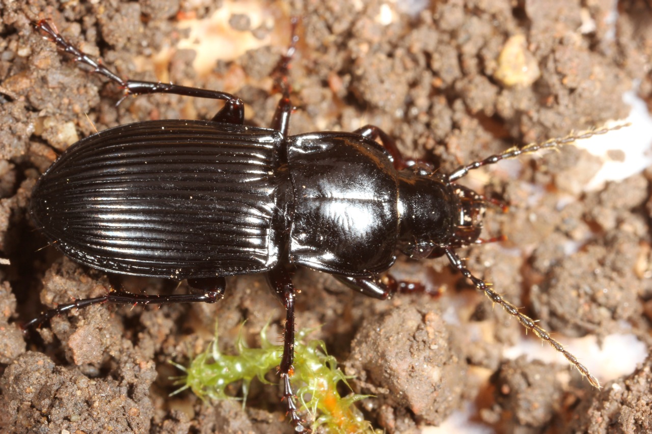 Abax parallelus (Duftschmid, 1812) - Abax parallèle