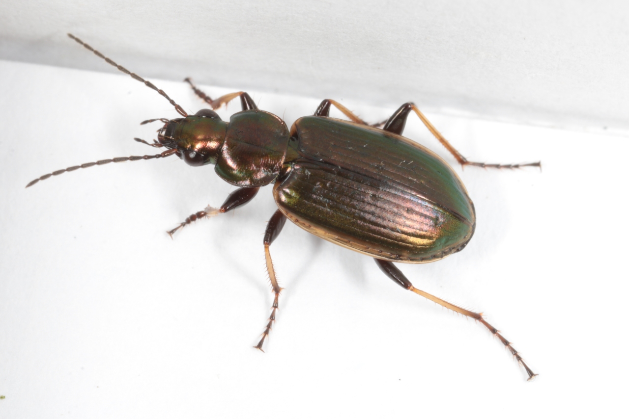 Agonum marginatum (Linnaeus, 1758) - Agone marginé