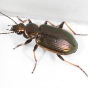 Agonum marginatum (Linnaeus, 1758) - Agone marginé