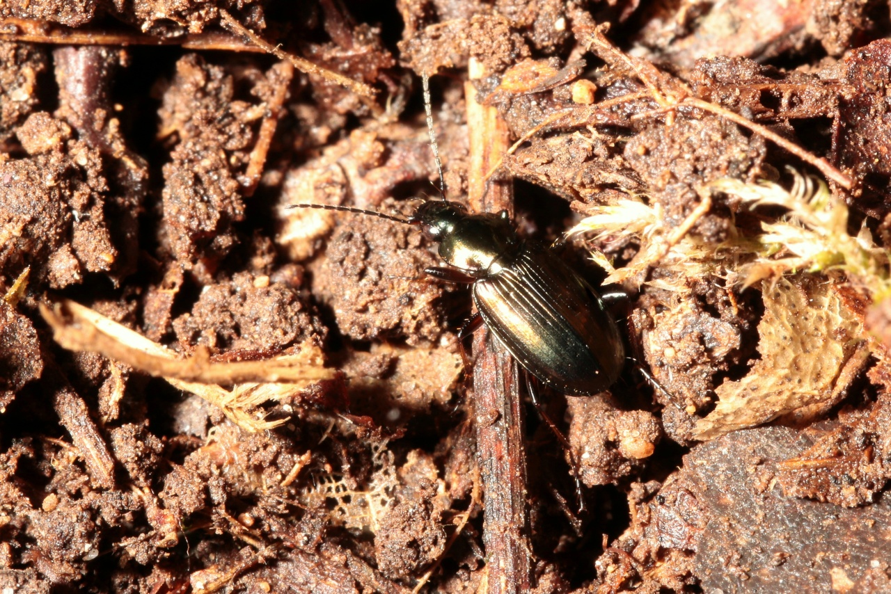 Agonum muelleri (Herbst, 1784) - Agone de Müller