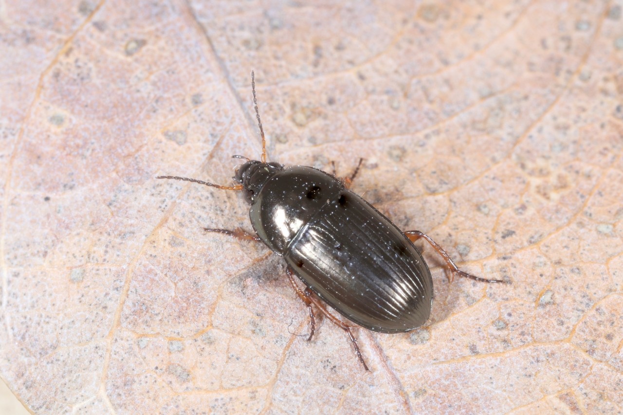 Amara familiaris (Duftschmid, 1812)