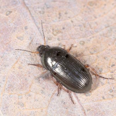 Amara familiaris (Duftschmid, 1812)