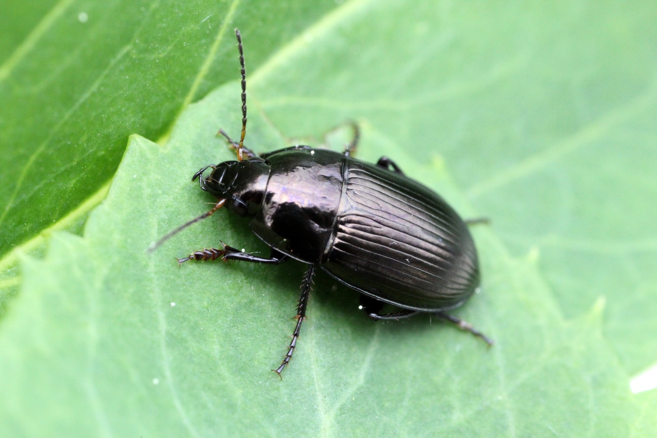 Amara ovata (Fabricius, 1792) - Amare ovale