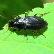 Anisodactylus binotatus (Fabricius, 1787)