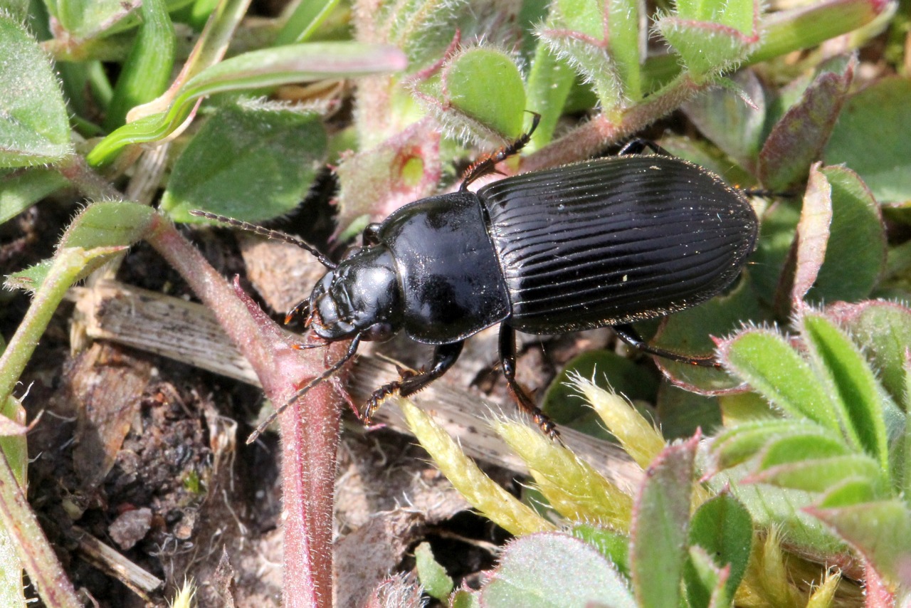 Anisodactylus signatus Panzer, 1797