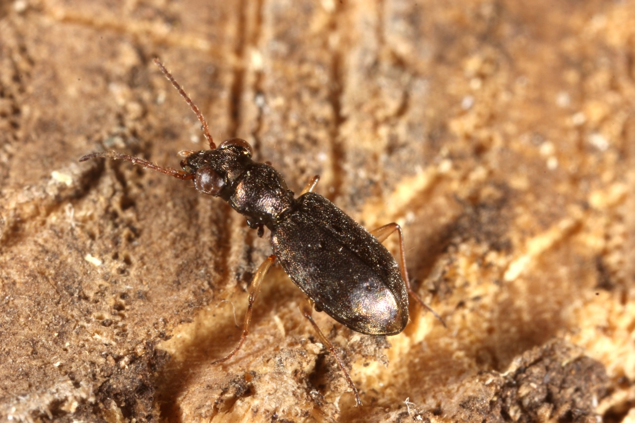 Asaphidion sp