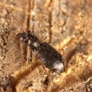 Asaphidion sp