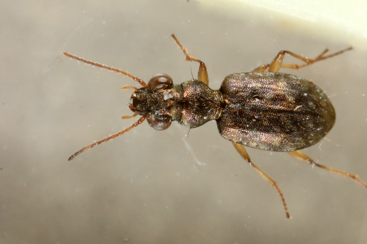 Asaphidion sp 