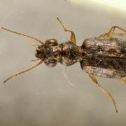 Asaphidion sp 