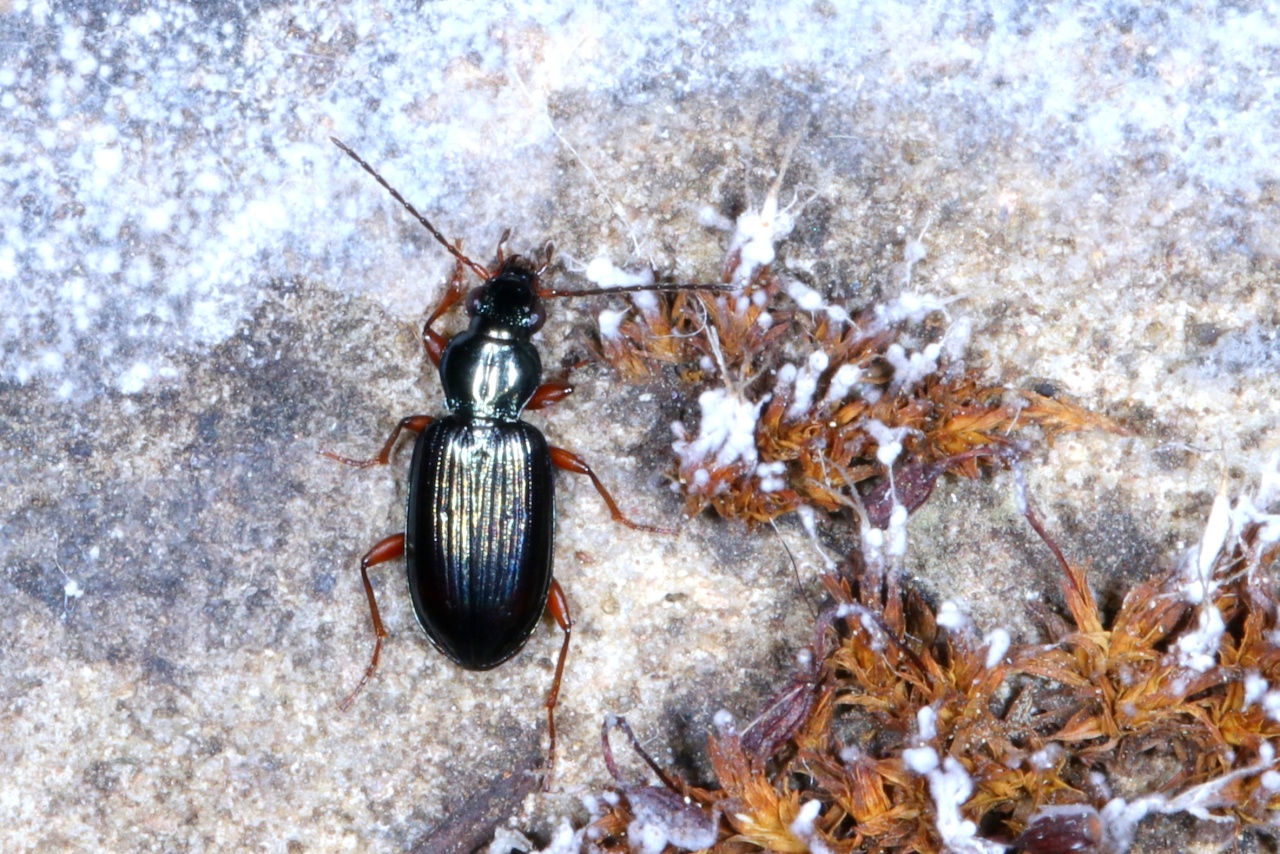 Bembidion decorum (Zenker, 1801) - Bembidion décoré