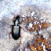 Bembidion decorum (Zenker, 1801) - Bembidion décoré