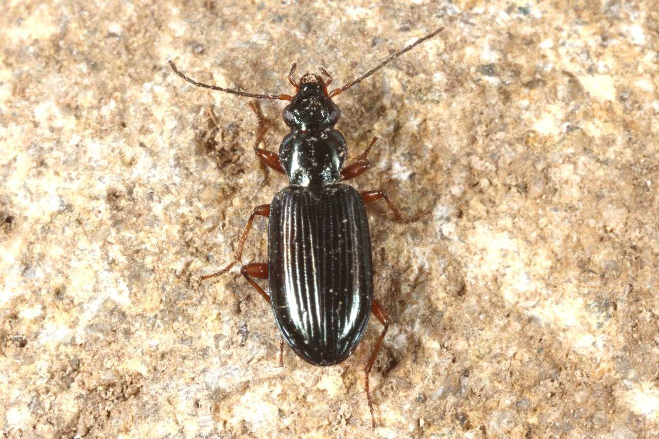 Bembidion decorum (Zenker, 1801) - Bembidion décoré