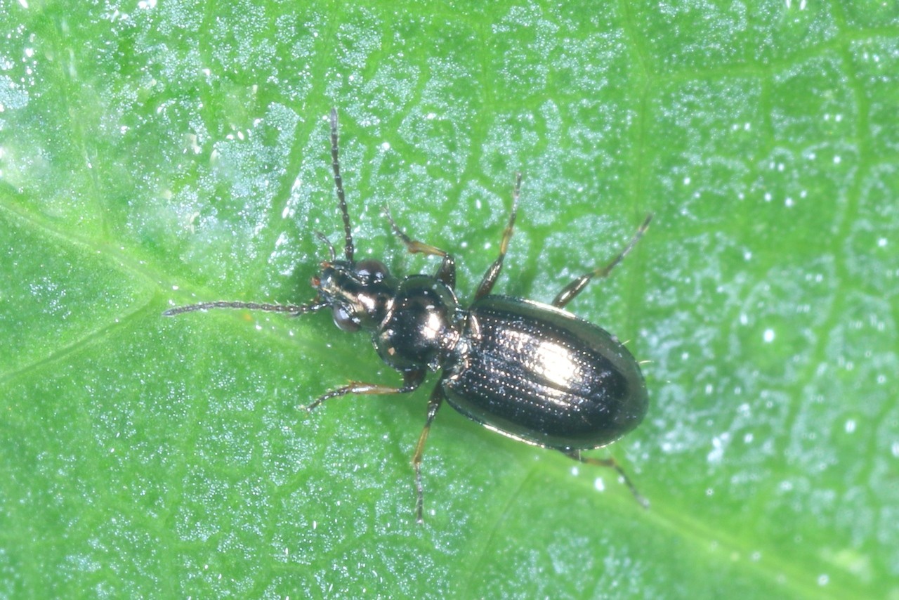 Bembidion properans (Stephens, 1828)