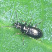 Bembidion properans (Stephens, 1828)