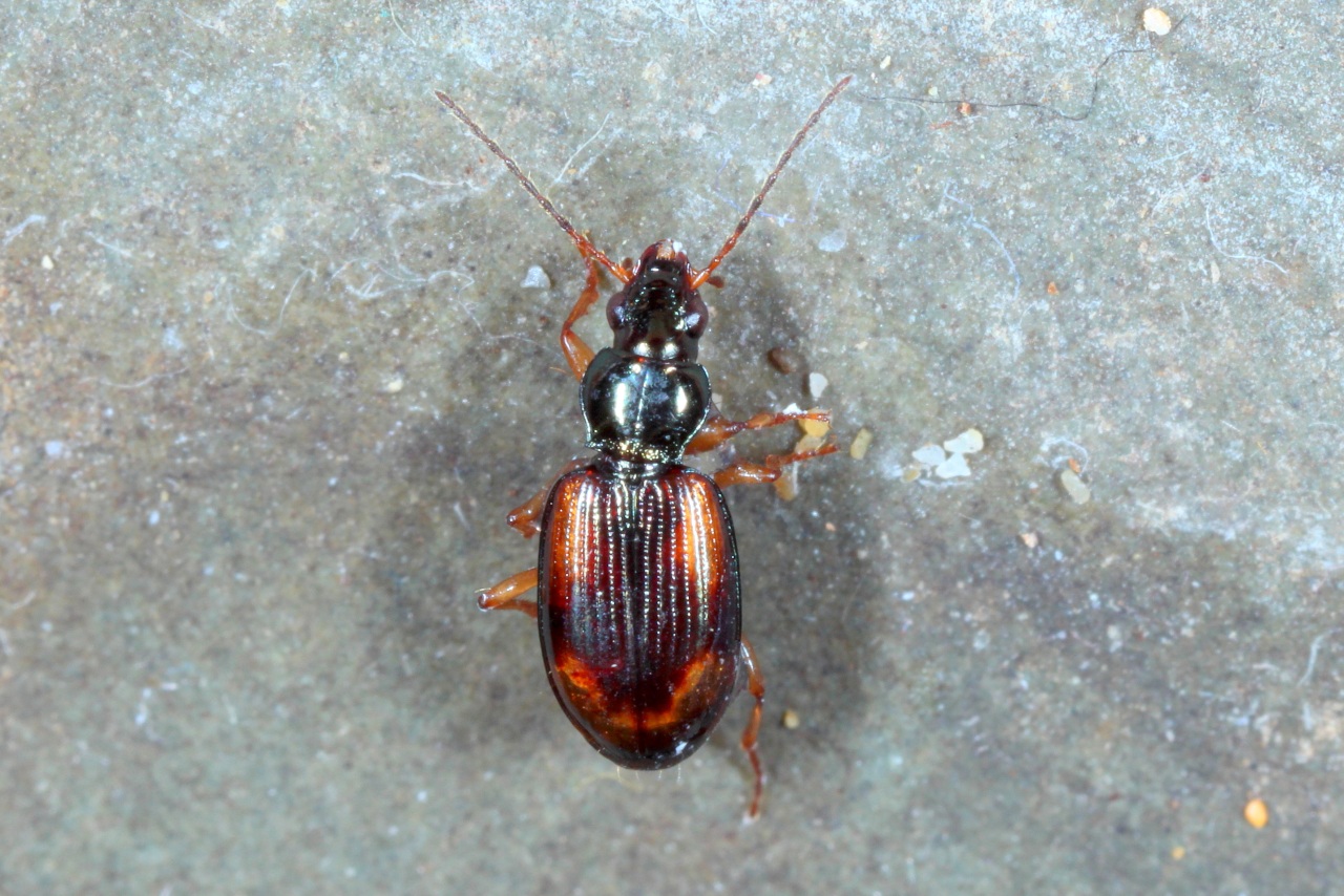 Bembidion tetracolum Say, 1823