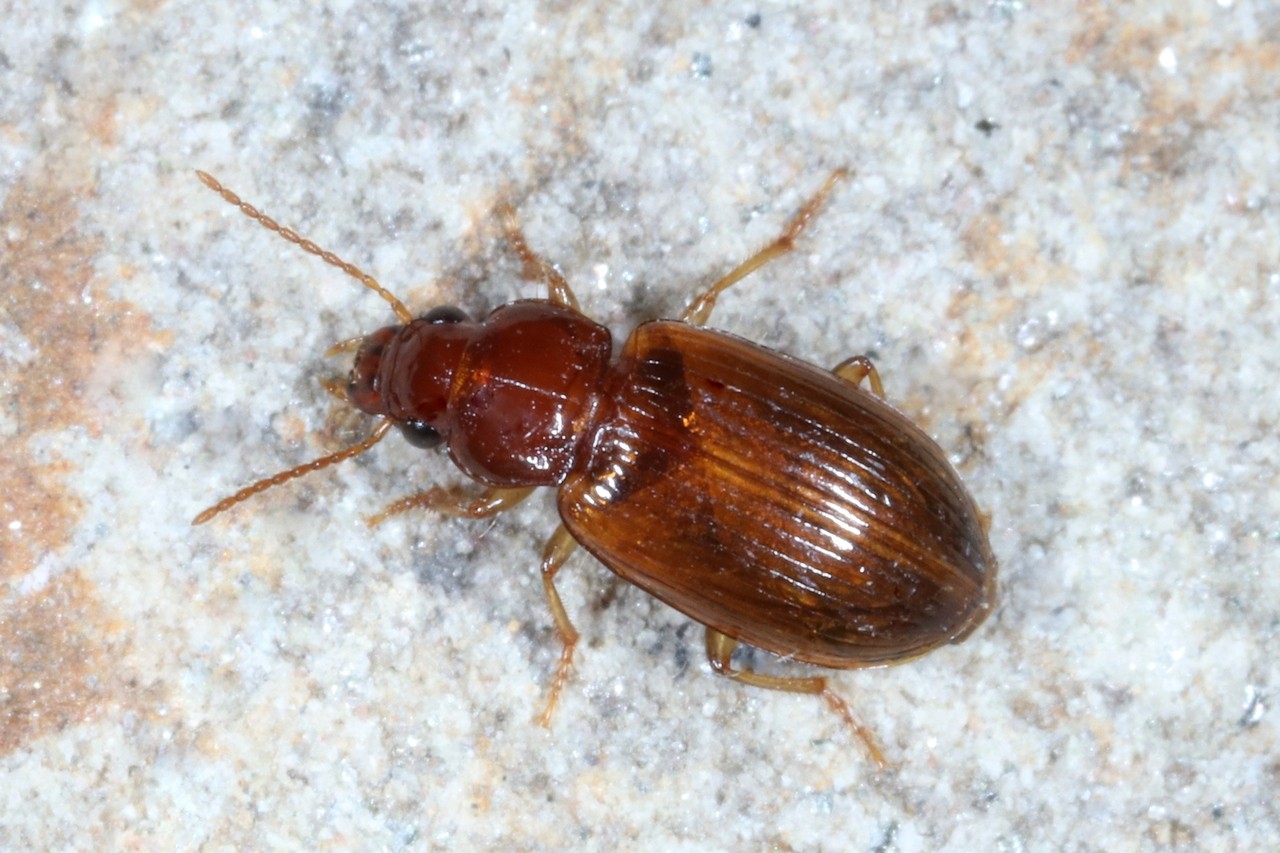 Bradycellus verbasci (Duftschmid, 1812) 