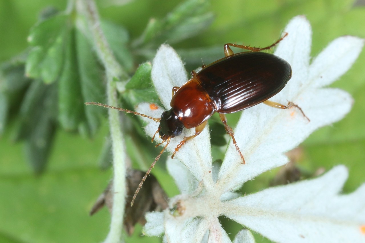 Calathus cinctus Motschulsky, 1850