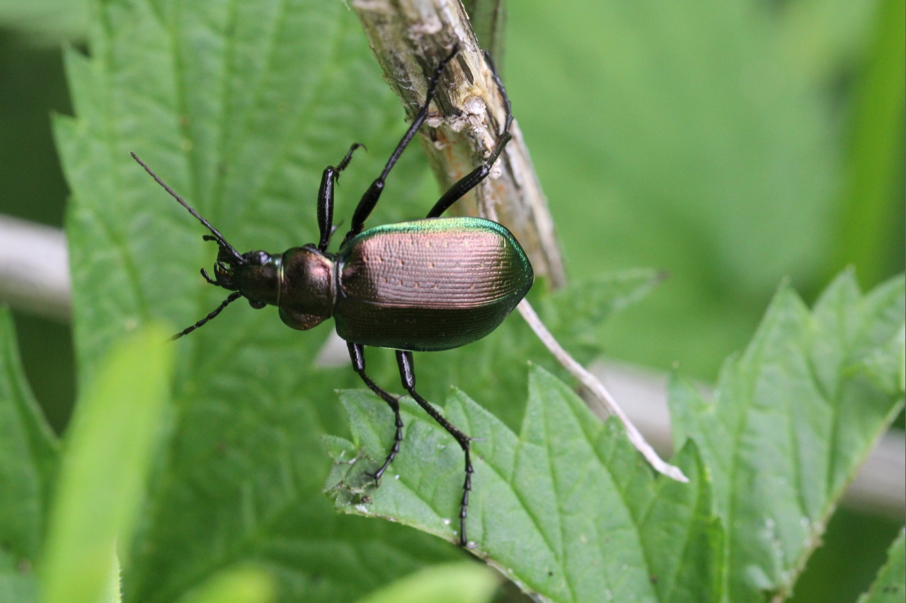 Calosoma inquisitor (Linnaeus, 1758) - Calosome inquisiteur