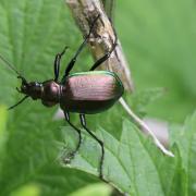 Calosoma inquisitor (Linnaeus, 1758) - Calosome inquisiteur