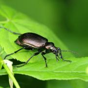 Calosoma inquisitor (Linnaeus, 1758) - Calosome inquisiteur