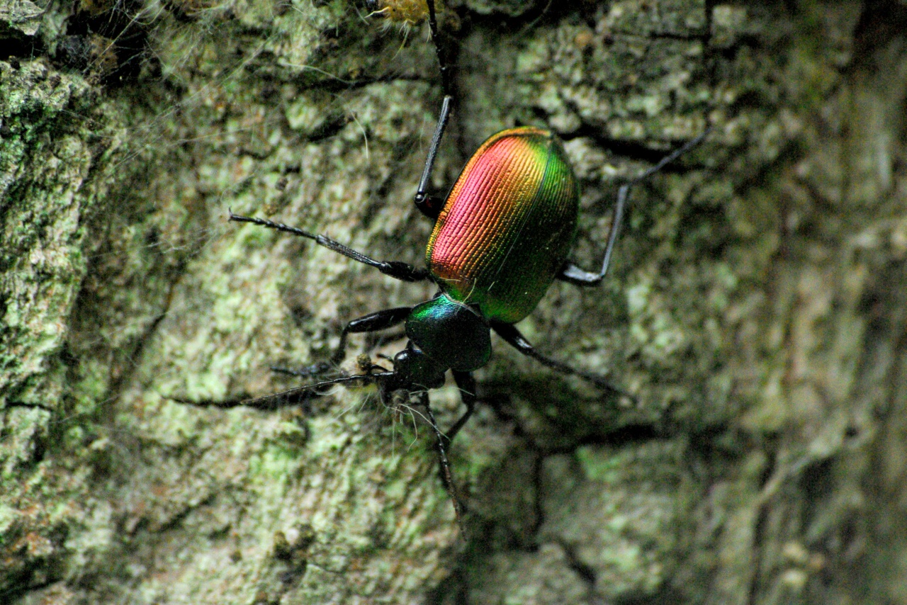 Calosoma sycophanta (Linnaeus, 1758) - Calosome vert, sycophante