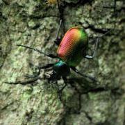 Calosoma sycophanta (Linnaeus, 1758) - Calosome vert, sycophante