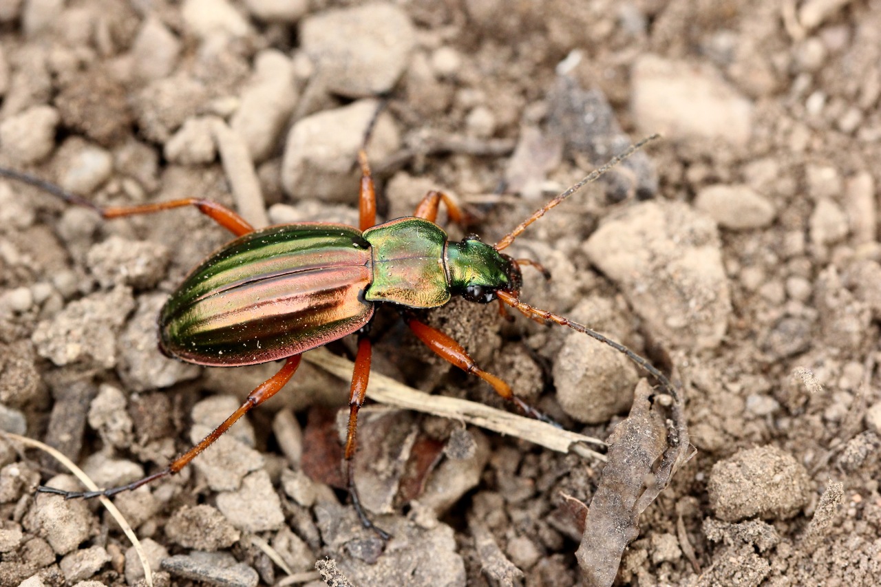 Carabus auratus Linnaeus, 1760 - Carabe doré, Jardinière