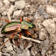 Carabus auratus Linnaeus, 1760 - Carabe doré, Jardinière