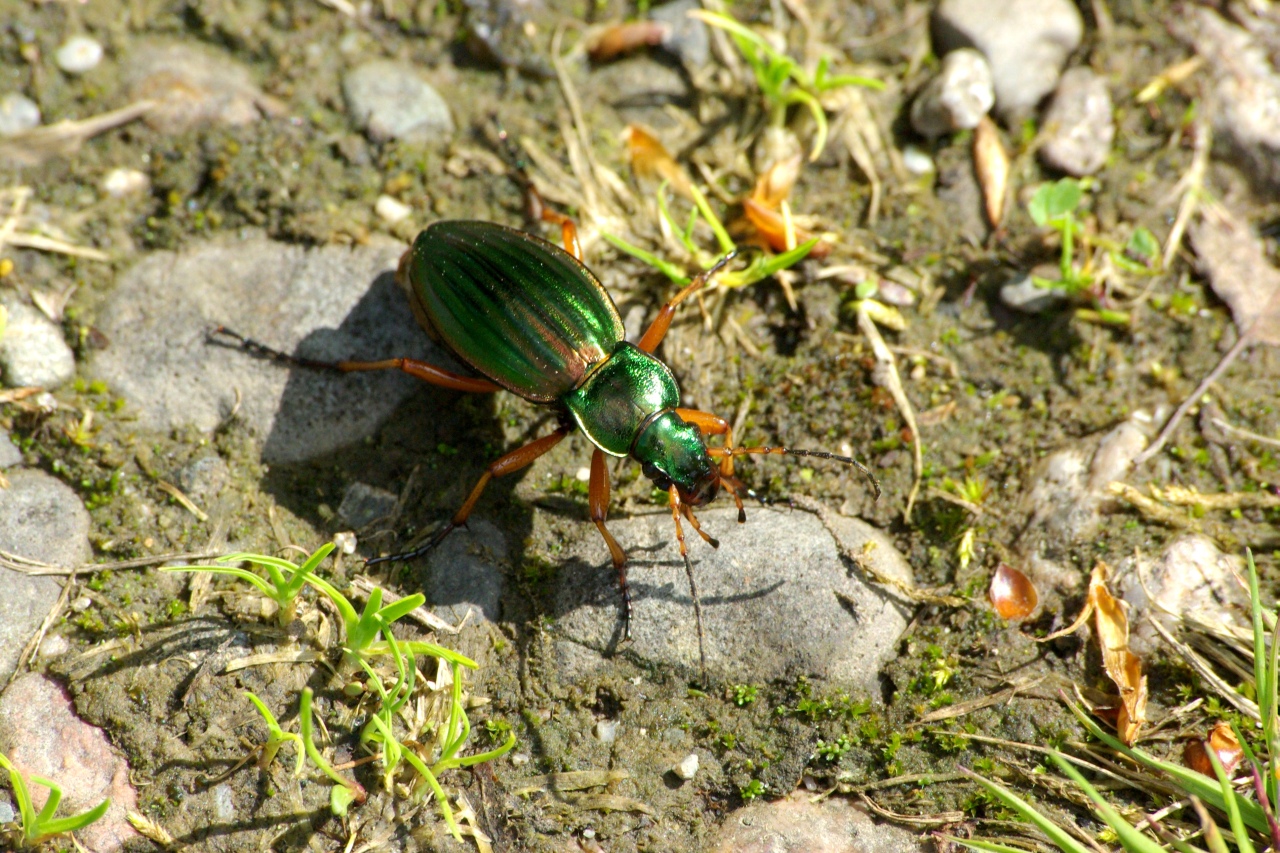 Carabus auratus Linnaeus, 1760 - Carabe doré, Jardinière