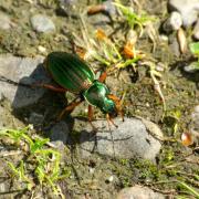 Carabus auratus Linnaeus, 1760 - Carabe doré, Jardinière