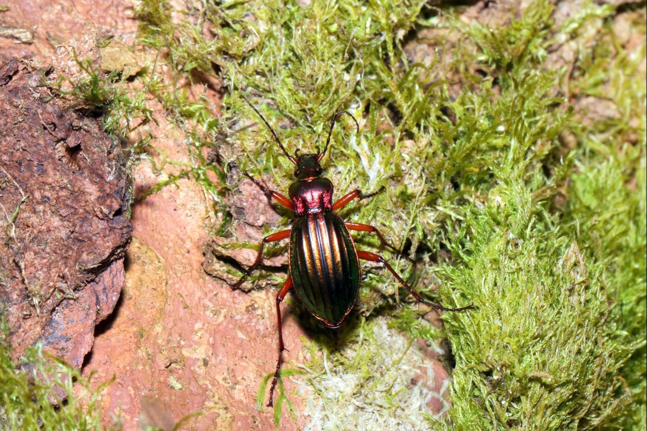 Carabus auronitens auronitens Fabricius, 1792 - Carabe à reflets d'or