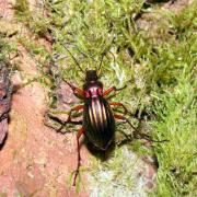 Carabus auronitens auronitens Fabricius, 1792 - Carabe à reflets d'or