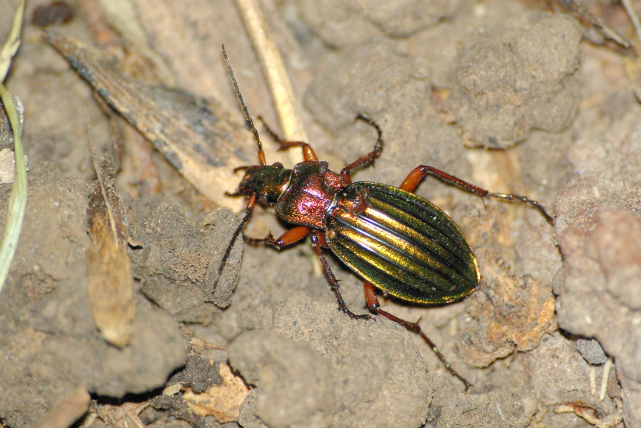 Carabus auronitens auronitens Fabricius, 1792 - Carabe à reflets d'or