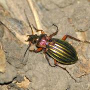 Carabus auronitens auronitens Fabricius, 1792 - Carabe à reflets d'or