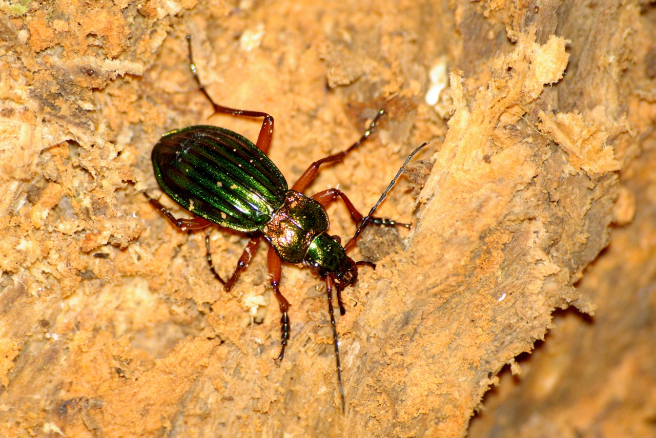 Carabus auronitens auronitens Fabricius, 1792 - Carabe à reflets d'or