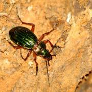 Carabus auronitens auronitens Fabricius, 1792 - Carabe à reflets d'or